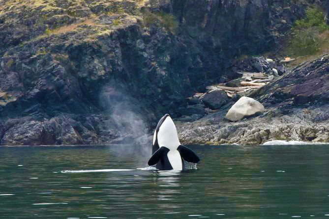 Vancouver Half Day Whale Watching Adventure